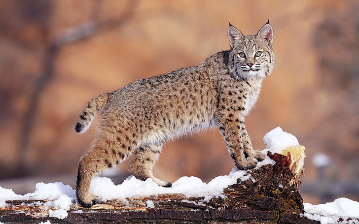 coklat dan hitam kucing Lynx, lynx, salju, kucing besar, cantik, Wallpaper HD