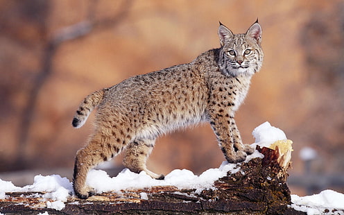 coklat dan hitam kucing Lynx, lynx, salju, kucing besar, cantik, Wallpaper HD HD wallpaper