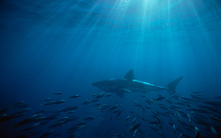 Great White Shark Australia, bianco, grande, australia, squalo, Sfondo HD