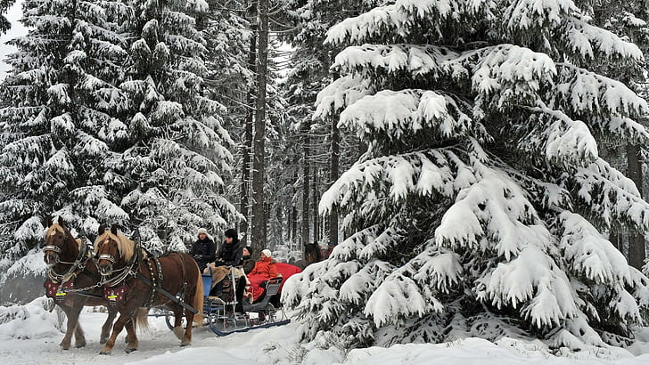 Horse Drawn Carriages In German Winter Forest, forest, horses, winter, carriages, riders, animals, HD wallpaper