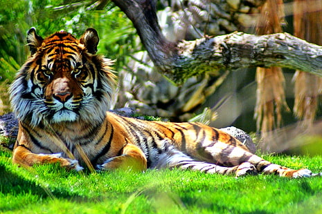 tiger lying on grass field, sumatran tiger, panthera tigris sumatrae, sumatran tiger, panthera tigris sumatrae, Panthera tigris sumatrae, grass, Sumatran Tiger, Endangered Species, Phoenix Zoo, captive, animals, animal, mammal, Challenge, Factory, Feline, natural, framing, orange, green  cat, preGame, pre*Game, large  Game, Game Winner, nature, tiger, left, fav, nice, Brilliant, capture, beautiful, Andromeda, Best of the Best, wildlife, carnivore, undomesticated Cat, striped, animals In The Wild, large, bengal Tiger, tropical Rainforest, big Cat, danger, outdoors, zoo, HD wallpaper HD wallpaper