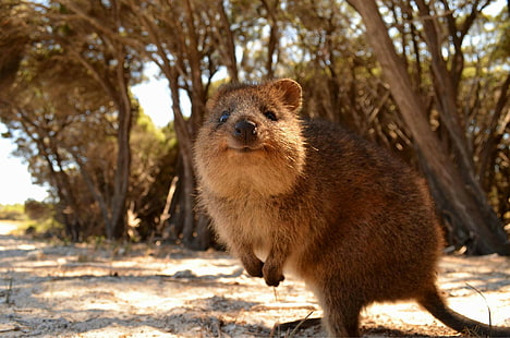 animales australia quokka, Fondo de pantalla HD HD wallpaper