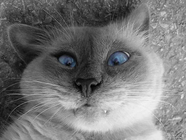оттенки серого фото короткошерстной кошки, селфи, кошка, выборочная окраска, животные, HD обои