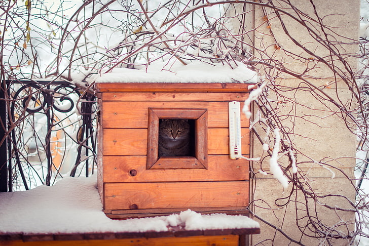 caja de madera marrón, invierno, gato, mira, nieve, ramas, naturaleza, valla, Fondo de pantalla HD