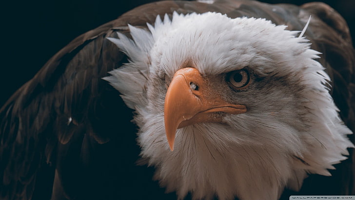 белоголовый орлан, орел, птицы, животные, крупным планом, белоголовый орлан, перья, свобода, HD обои