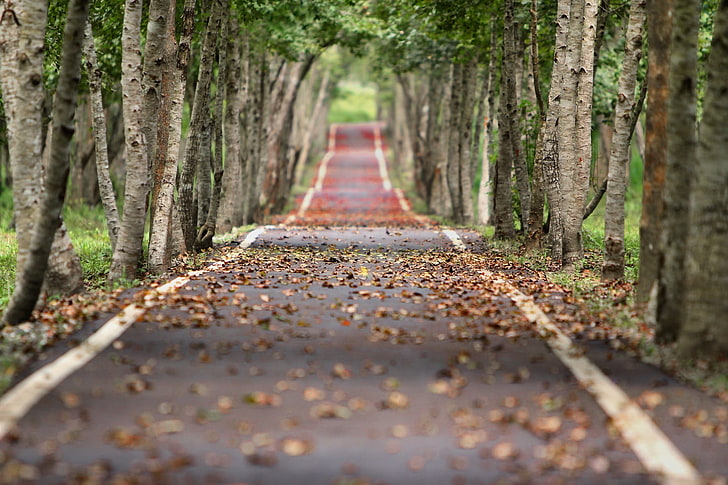 gray concrete road, nature, road, tilt shift, fall, trees, leaves, HD wallpaper