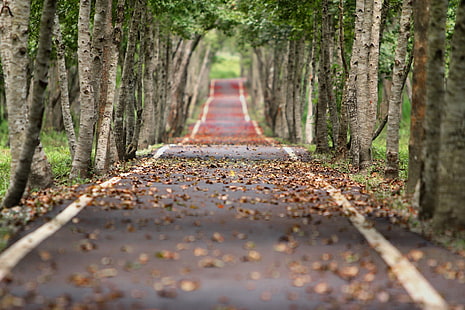 gray concrete road, nature, road, tilt shift, fall, trees, leaves, HD wallpaper HD wallpaper