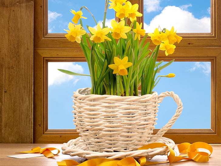Yellow flowers, daffodils, Yellow, Flowers, Daffodils, HD wallpaper