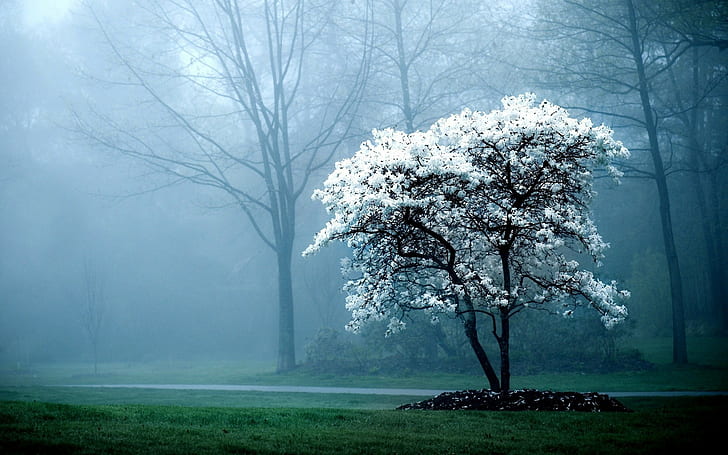 Pohon Mist Cherry Blossom HD, tanaman bunga petaled kuning, alam, pohon, kabut, mekar, ceri, Wallpaper HD