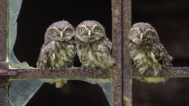 three brown owls, owl, three, little, sit, birds, HD wallpaper