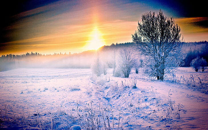 природа, снег, солнечный свет, зима, деревья, HD обои
