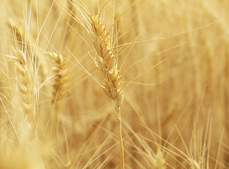Колосья пшеницы, партия коричневой пшеницы, Аэро, Макрос, Сушеные, Пшеница, Золотой, Пшеничное поле, крупный план, колосья, HD обои
