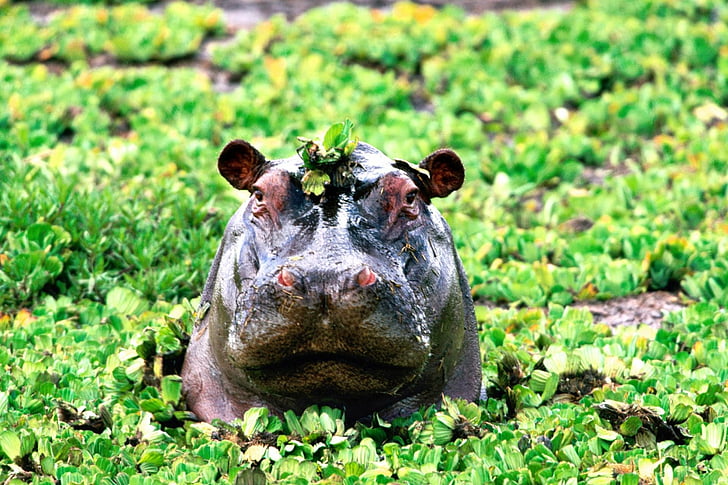 Animal, Hippo, HD wallpaper