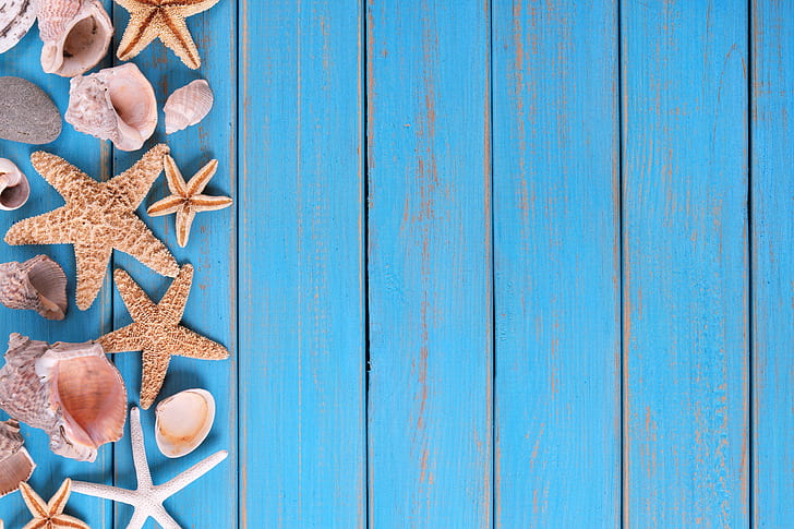 beach, background, Board, star, shell, summer, wood, marine, starfish, seashells, HD wallpaper
