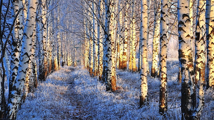 Earth, Winter, Birch, Forest, Snow, Tree, HD wallpaper | Wallpaperbetter