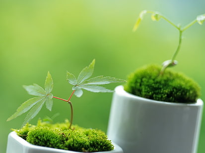 küçük süs bitkileri bitki HD, doğa, bitki, HD masaüstü duvar kağıdı HD wallpaper