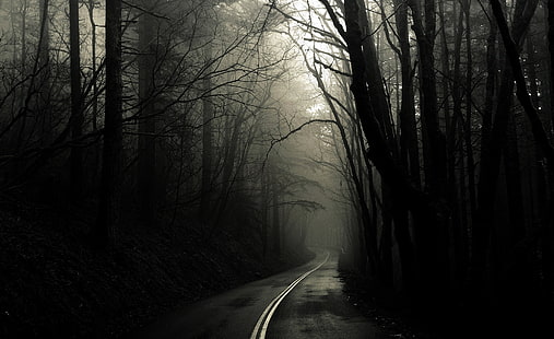 Dark Road Forest, svart träd, Aero, Black, Dark, Forest, Road, HD tapet HD wallpaper