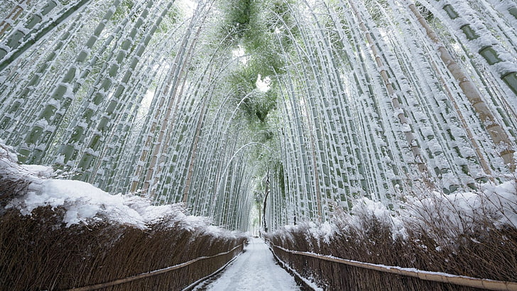 bamboo, asia, japan, kyoto, arashiyama, path, pathway, forest path, forest, winter, plant, bamboo forest, grove, arashiyama bamboo grove, freezing, tree, snow, HD wallpaper