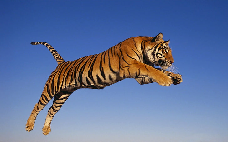 adult tiger, tiger, jump, predator, HD wallpaper