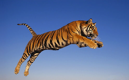 大人の虎、虎、ジャンプ、捕食者、 HDデスクトップの壁紙 HD wallpaper