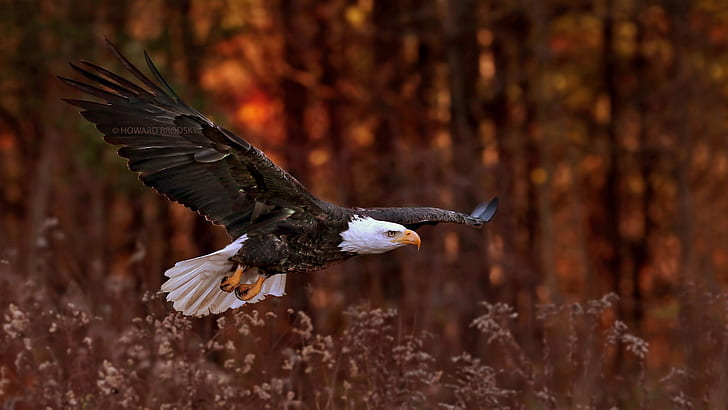 2560x1440 px животни плешив орел птици орел природа технология Windows HD изкуство, природа, орел, животни, ПТИЦИ, плешив орел, 2560x1440 px, HD тапет