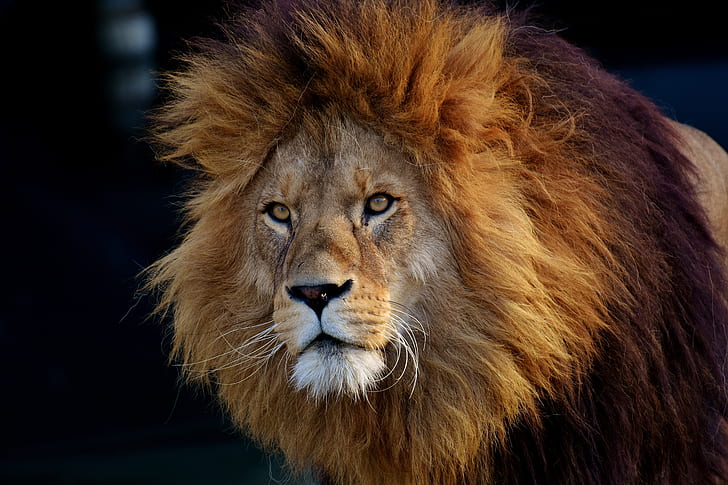 lion, predator, muzzle, HD wallpaper