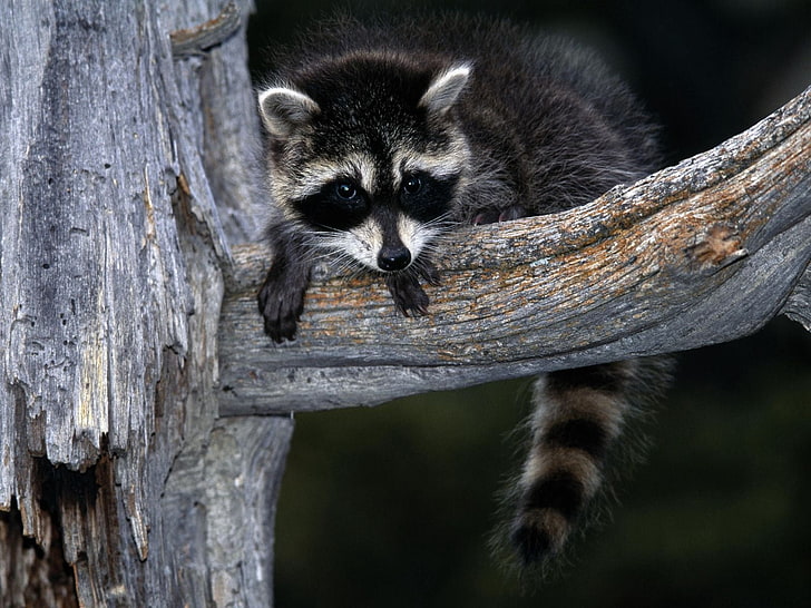 brown raccon, raccoon, striped, branch, sit, HD wallpaper