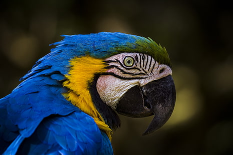 Vogel, Papagei, blau-gelber Ara, HD-Hintergrundbild HD wallpaper