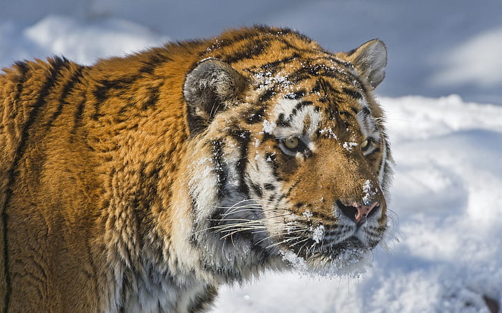 Амурский тигр, зима, снег, коричневый, черный и белый тигр, амур, тигр, зима, снег, HD обои