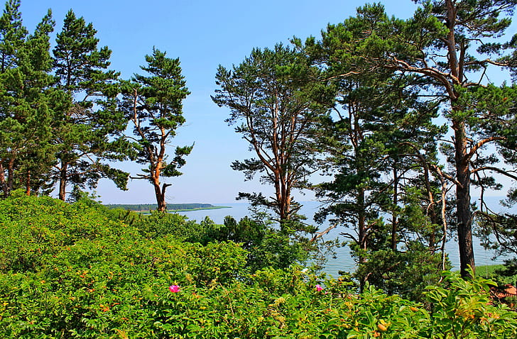 sea, the sky, trees, landscape, flowers, pine, Baltika, Lithuania, nida, seaside, HD wallpaper