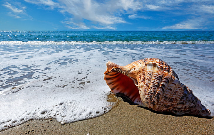 brown seashell, sand, sea, beach, clouds, nature, shell, HD wallpaper