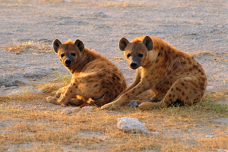 Två hyener, två bruna hyener, djur, andra, HD tapet