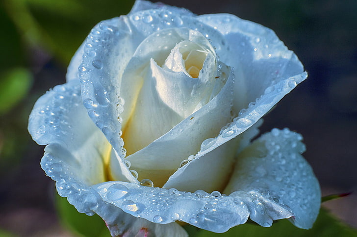 white rose flower, water, drops, Rosa, rose, petals, HD wallpaper