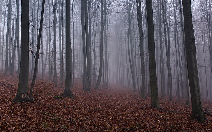bare trees, nature, forest, mist, trees, leaves, HD wallpaper