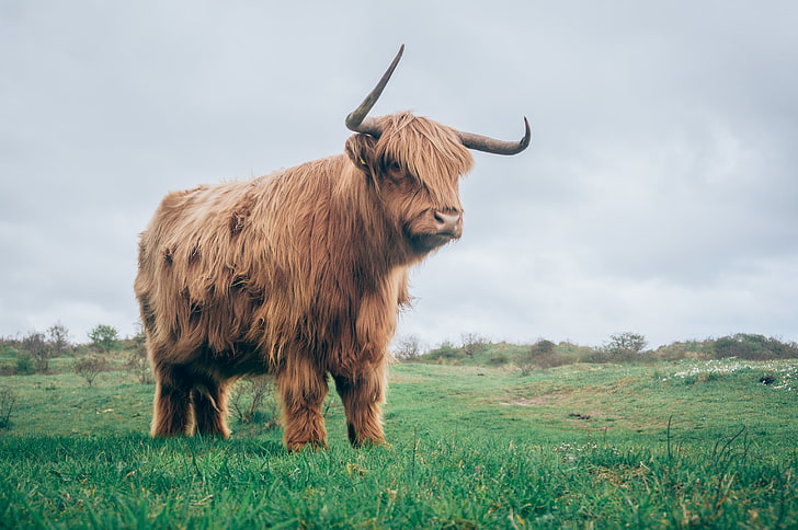 brun yak, tjur, horn, päls, gräs, HD tapet