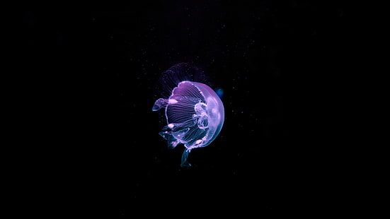 قنديل البحر الأرجواني ، الماء ، تحت الماء ، الطبيعة ، الحيوانات ، البحر ، قنديل البحر ، الظلام ، الخلفية السوداء ، أعماق البحار، خلفية HD HD wallpaper