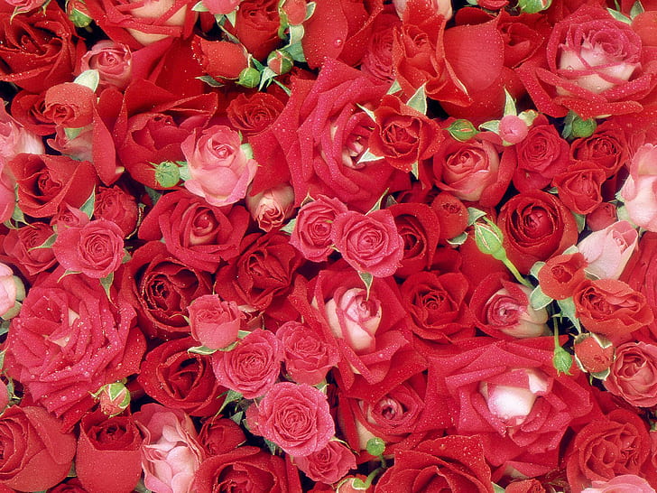Fresh Roses HD, czerwone róże, kwiaty, róże, świeże, Tapety HD