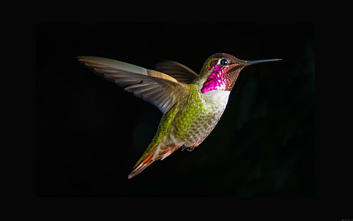 Volo del colibrì su un fondo nero, uccello bianco e rosa verde marrone, colibrì, uccello, animale, Sfondo HD HD wallpaper