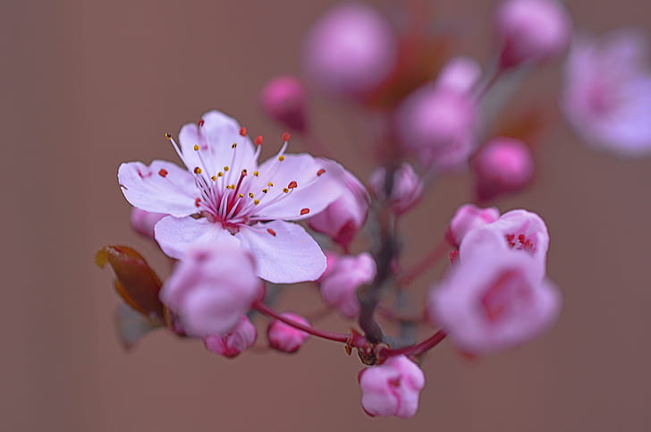 selective focus photography of pink and white apple blossom, selective focus, photography, white apple, apple blossom, Corvallis  Oregon, USA, Flowering Cherry, Cherry  Spring, March, Corvallis, Oregon, Pink, Wife, Flower, cherry  Cherry, Cherry Tree, cherry blossom, Bloom, HDR, Easy, Nikon D7100, Kirt, bokeh, DOF, Outdoor, Outdoors, Pastel, Depth of Field, Plant, Serene, Bright, Cluster, nature, pink Color, branch, flower Head, orchid, petal, freshness, springtime, tree, close-up, HD wallpaper