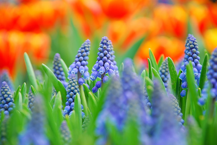 ред лилава лавандула, поле, макро, цветя, размазване, синьо, мускари, HD тапет