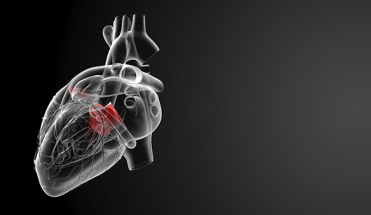 vitt och rött hjärta illustration, hjärta, medicin, mänskligt organ, HD tapet