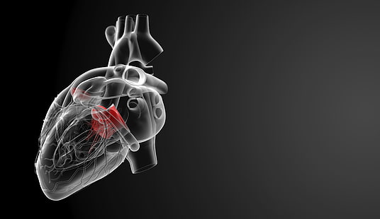 weiße und rote Herzillustration, Herz, Medizin, menschliches Organ, HD-Hintergrundbild HD wallpaper