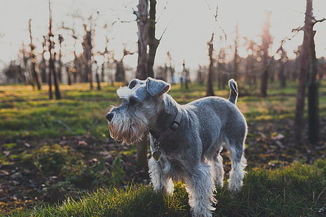 성인 회색 표준 슈나우저, 개, 잔디, 산책, HD 배경 화면 HD wallpaper
