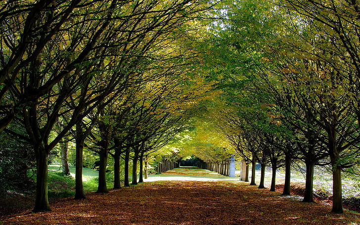 الخريف HD ، التصوير الفوتوغرافي ، الخريف، خلفية HD