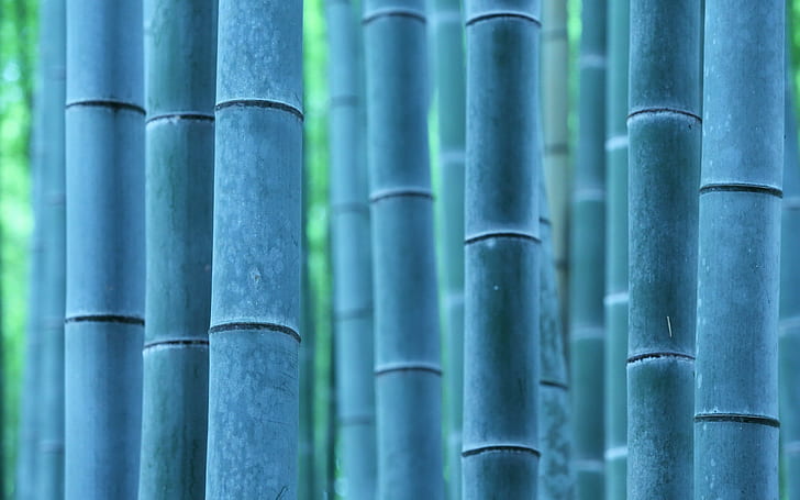 природа, растения, фотография, бамбук, дървета, HD тапет
