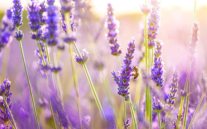 Lavendelblumen, Biene, Sonne, Lavendel, Blumen, Biene, Sonne, HD-Hintergrundbild