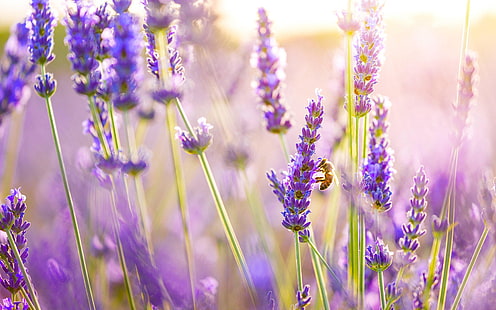 Lavender flowers, bee, sun, Lavender, Flowers, Bee, Sun, HD wallpaper HD wallpaper