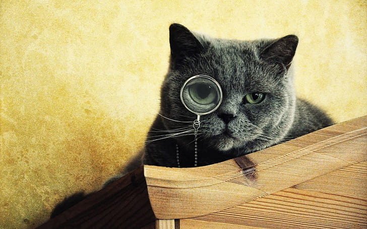 Gato inteligente, engraçado, fundo, gato engraçado, HD papel de parede