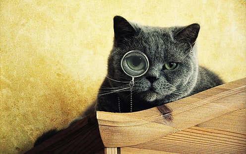Smart Cat, funny, background, funny cat, HD wallpaper HD wallpaper