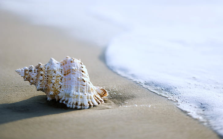 concha, praia, mar, areia, caracol, natureza, HD papel de parede
